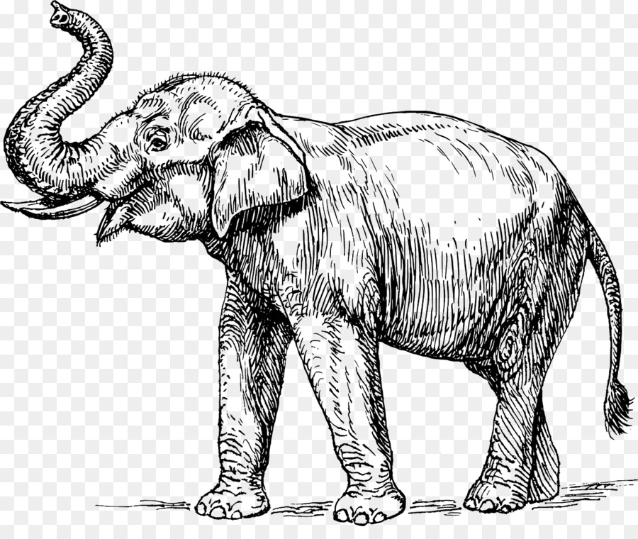 Ấn độ, con voi Ngà Voi Clip nghệ thuật - đen và trắng vui phim hoạt hình ảnh của vịt
