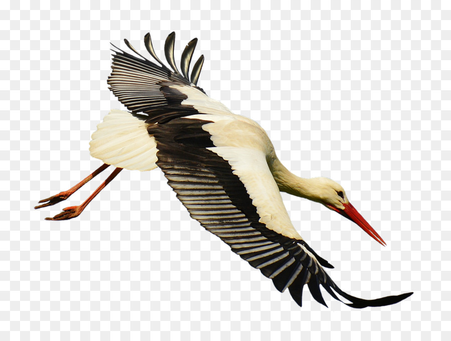 La cicogna bianca, a Volo d'Uccello - Cicogna