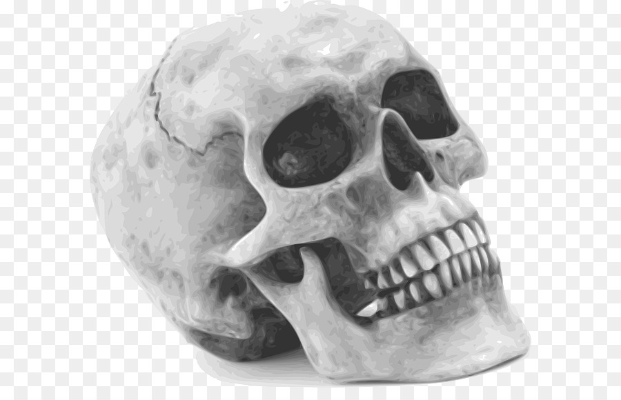 Hộp sọ xương của con Người Clip nghệ thuật - Hộp sọ