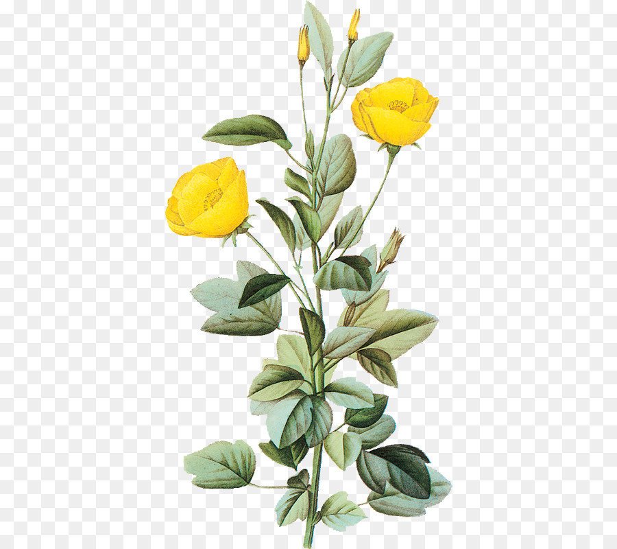 Botanica illustrazione Botanica d'Arte floreale - fiore