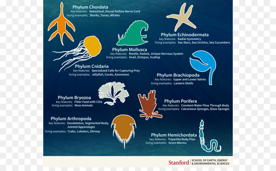 Cambrian explosion Tier-Taxonomie-Körper-plan-Evolution - andere
