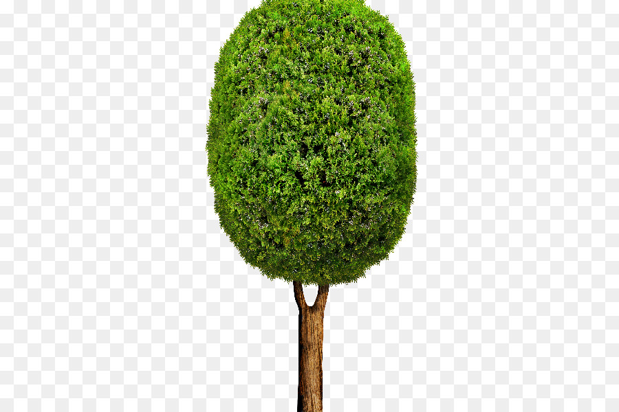 Albero Arbusto - albero