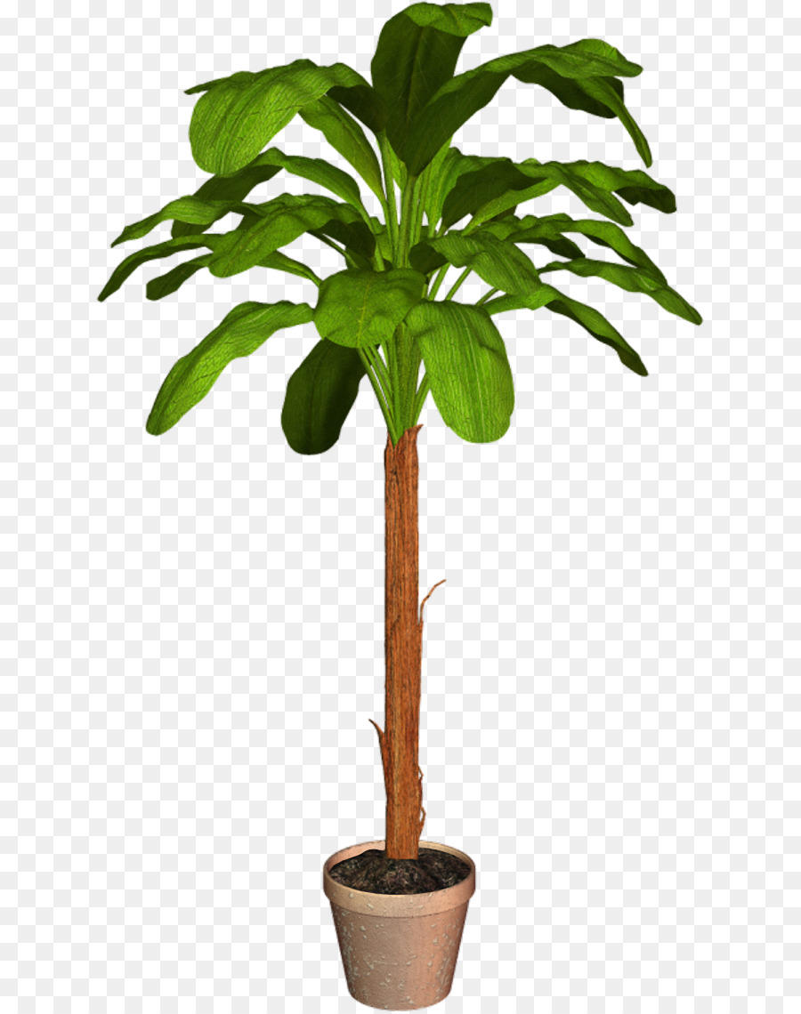 Arecaceae Blumentopf Zimmerpflanze - Anlage