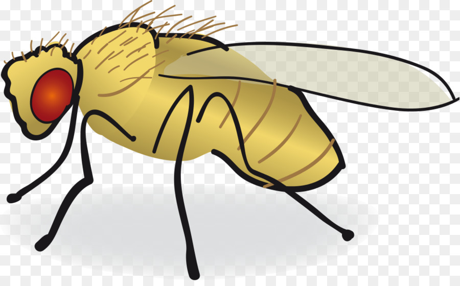 Bee Cartoon png download - 1024*625 - Free Transparent Common Fruit Fly png  Download. - CleanPNG / KissPNG