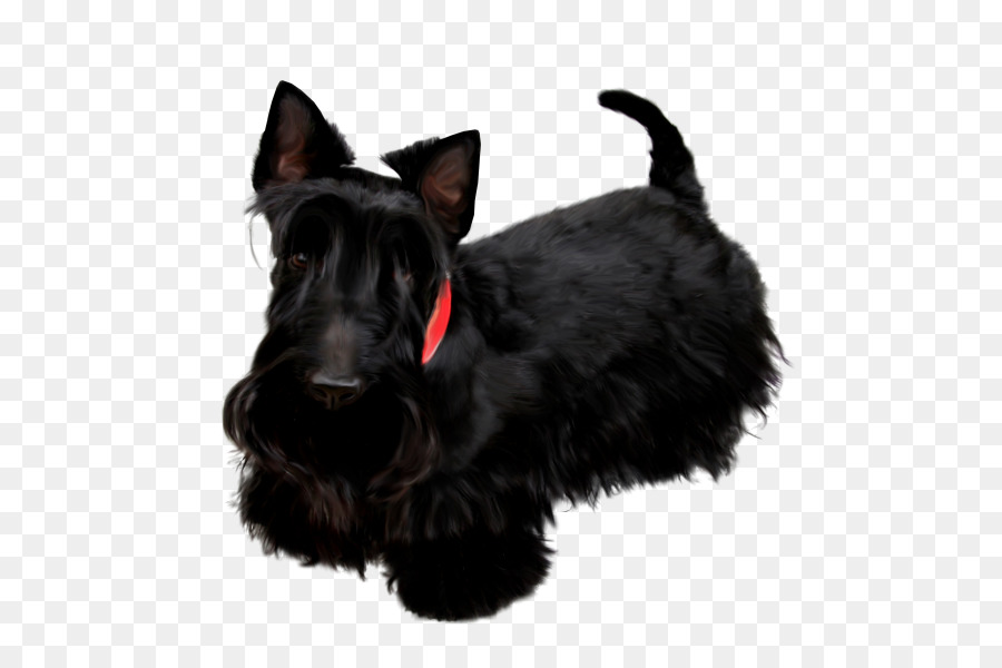 Scottish Terrier, Miniatur Schnauzer, Pudel-Pekingese Black Russian Terrier - Pudel Hund