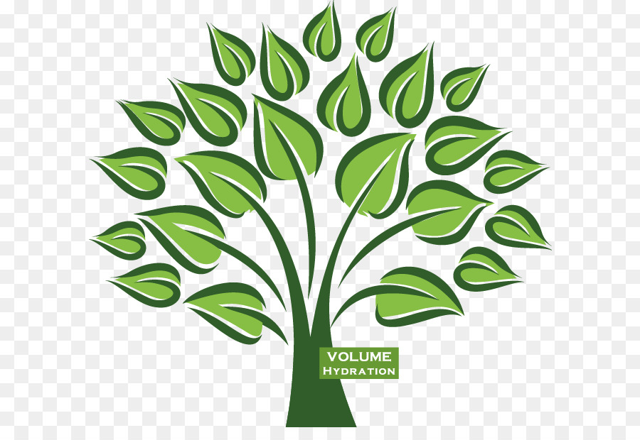 Organizzazione Di Marketing Odontoiatria Fiscale Genealogia - lato albero