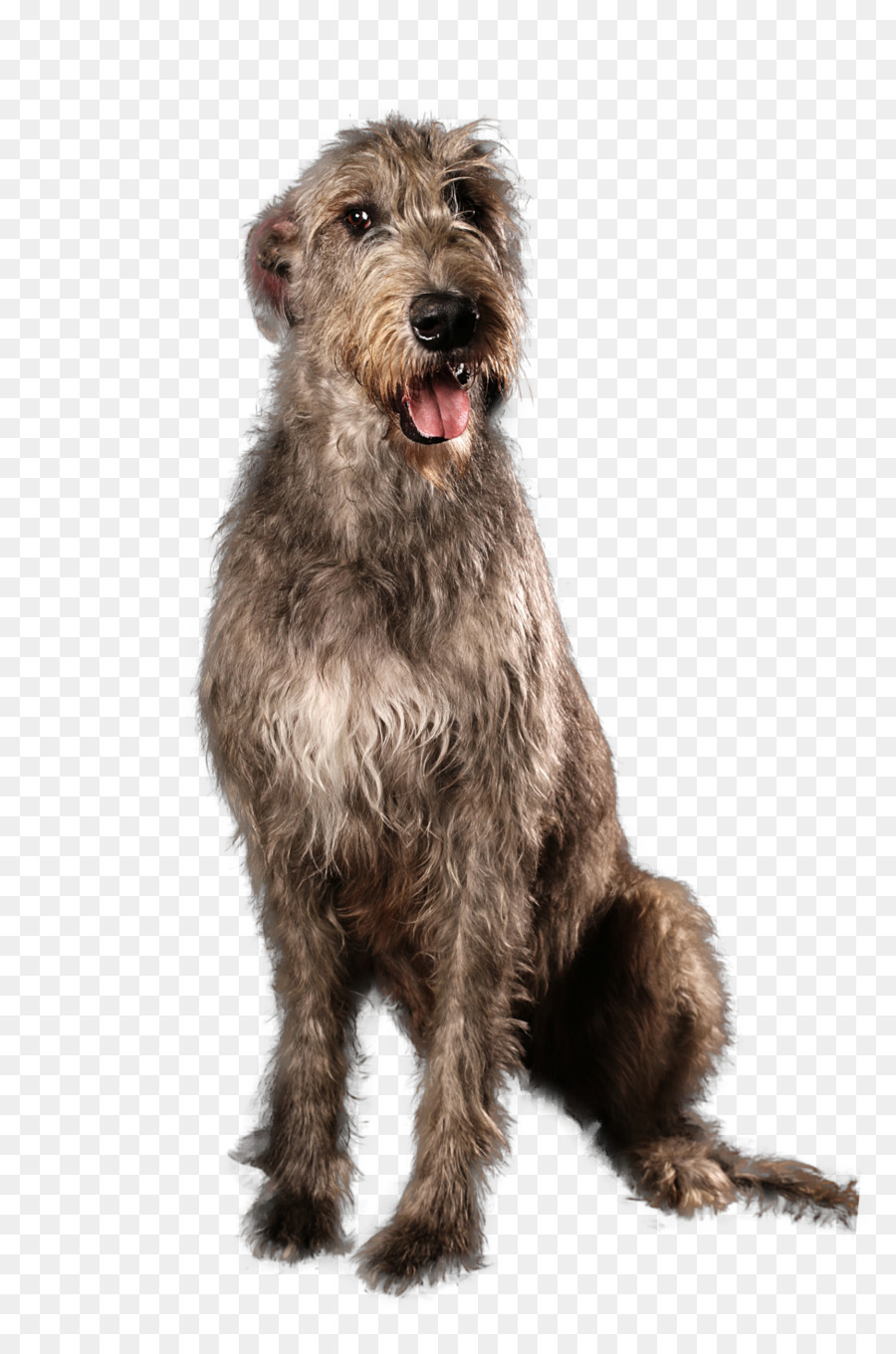 Irish terrier Buttons with a dog
