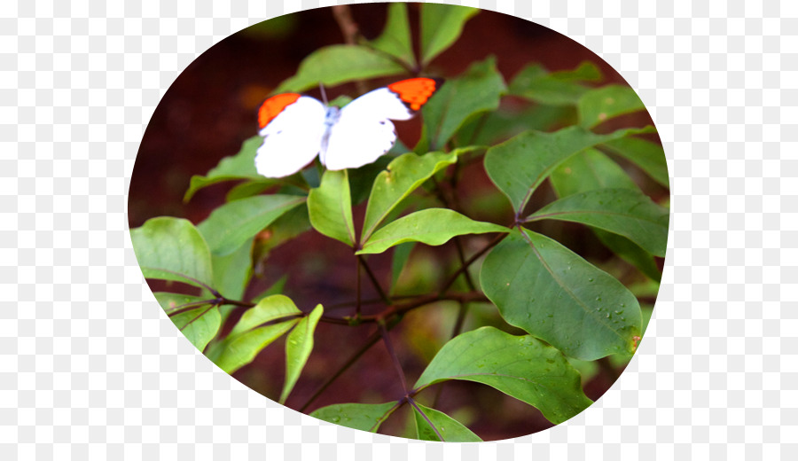Crateva religiosa Yakushima Schmetterling Shoeblackplant Bus - chinesische Hibiskus