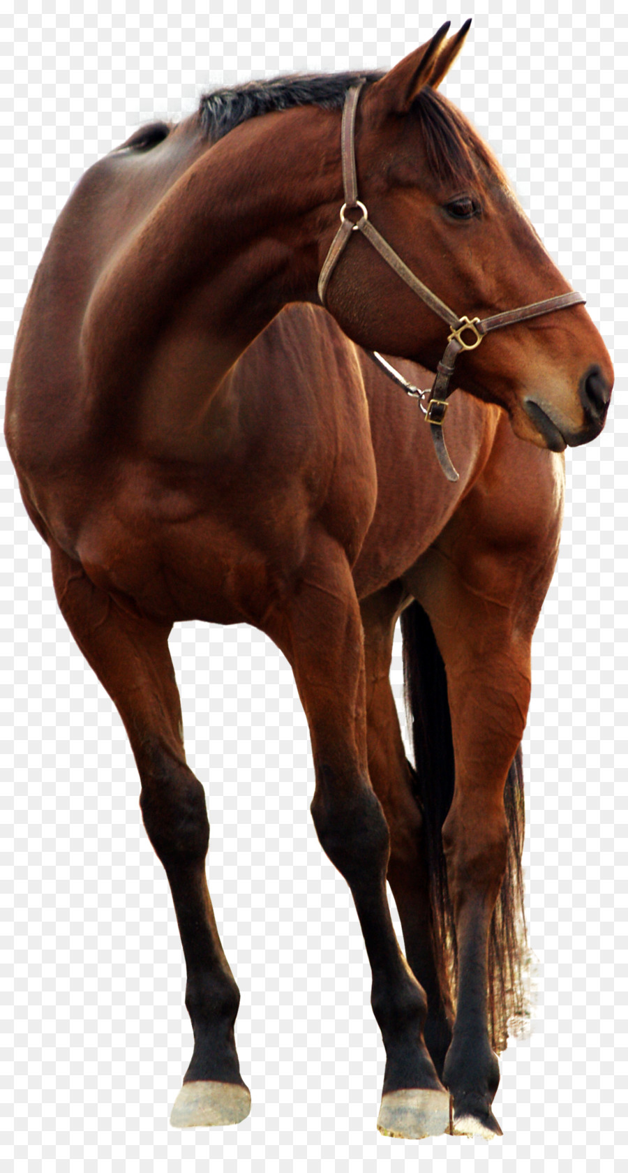 Andalusischen Pferde-Friesen-Pony-Araber-Pferd - Pferdeshow