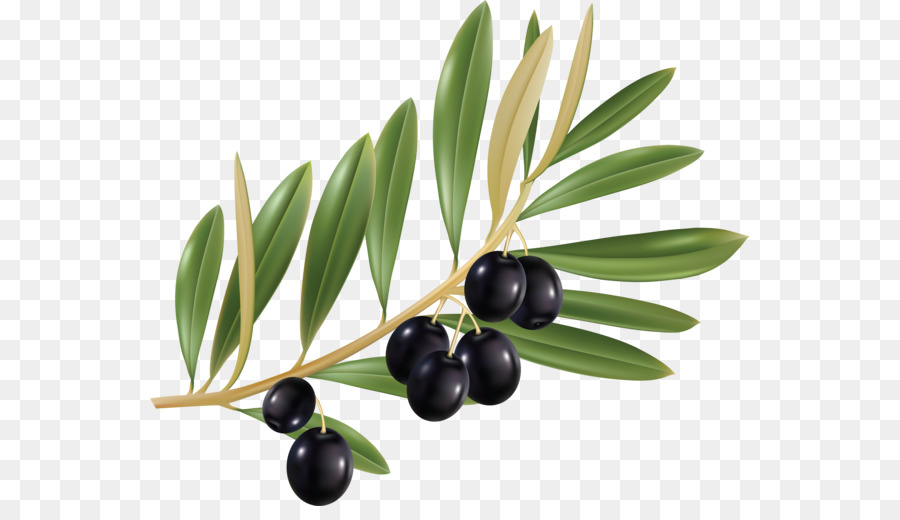 Di foglie di olivo Olive branch - acquerello ramo d'ulivo