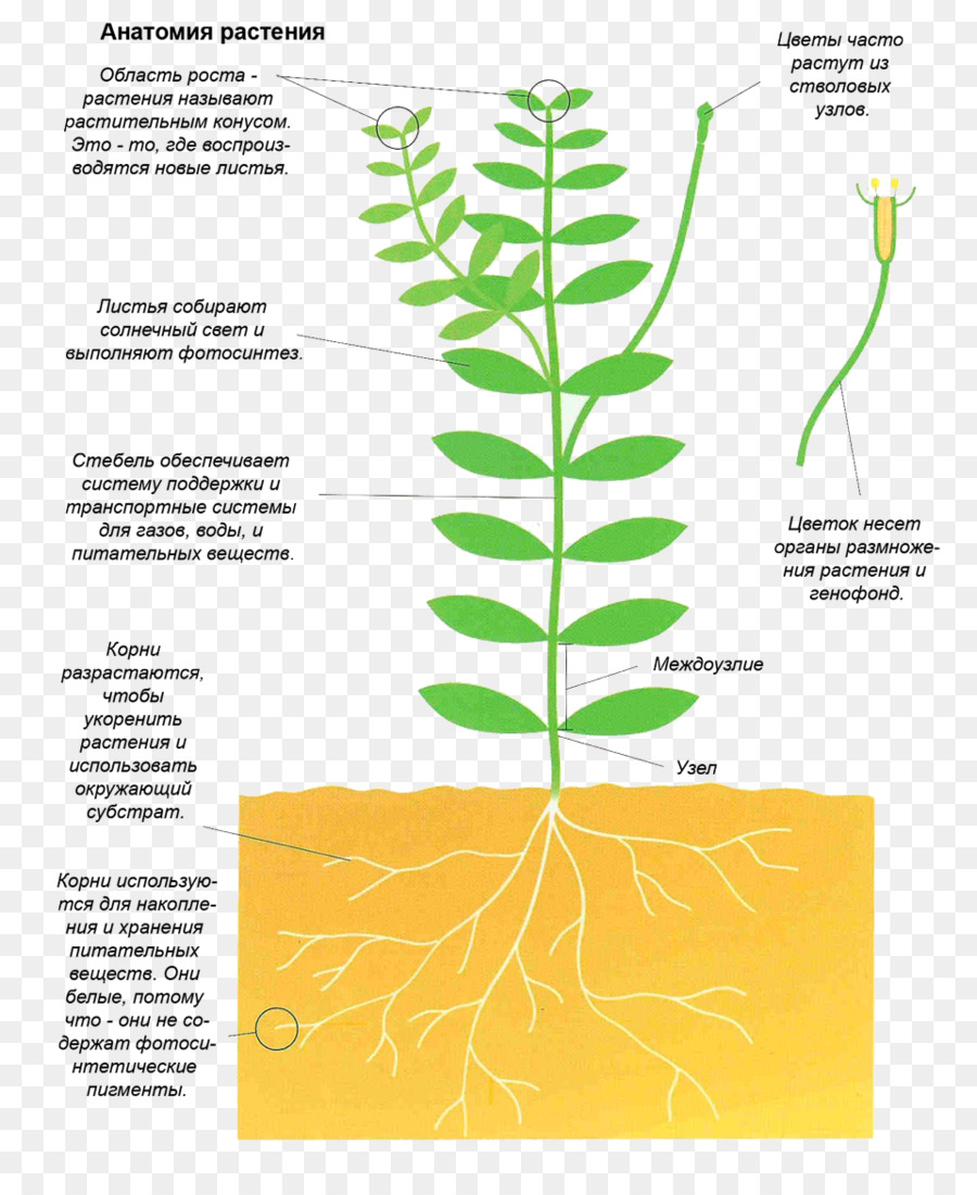 Schema di Impianto di staminali - Anatomia delle piante
