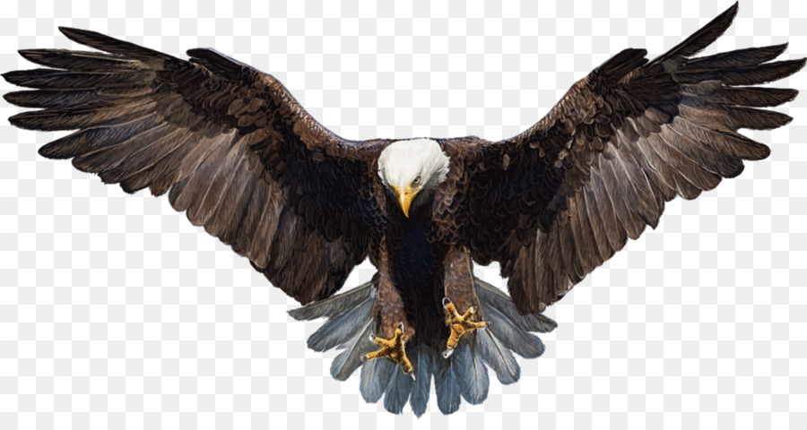 Đại Bàng đầu hói đuôi Trắng Eagle - chim ưng
