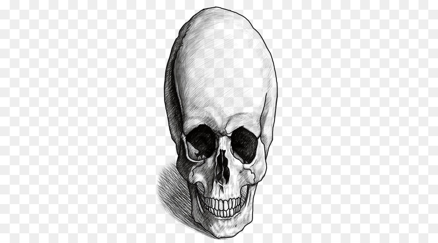 Nase Skelett Homo sapiens-Schädel-das Menschliche Verhalten - Nase