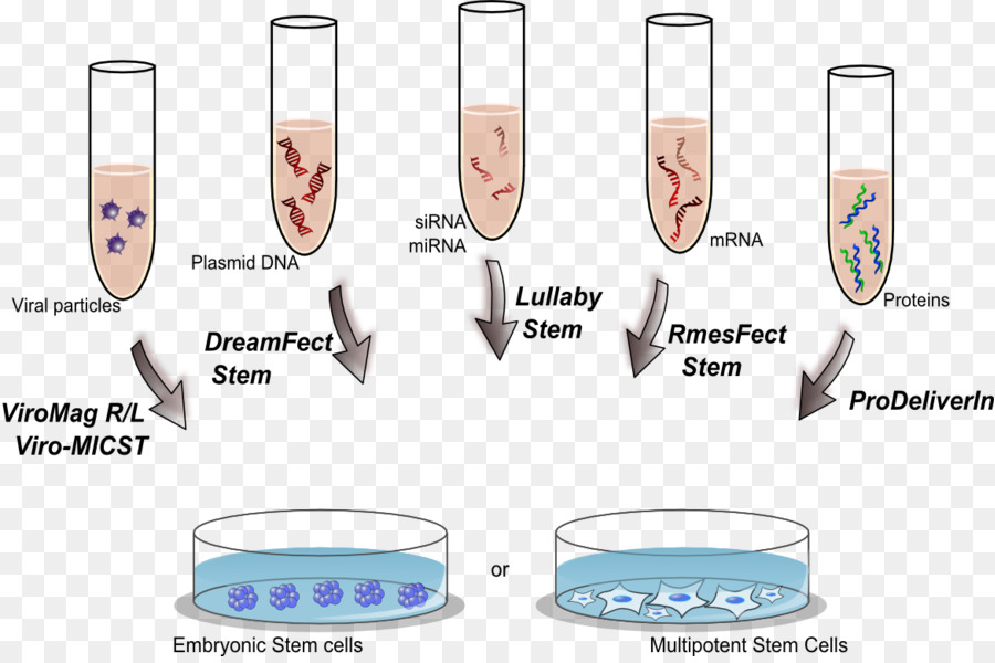 Transfektion von Stammzellen Lipofectamine Zelltherapie - Dope