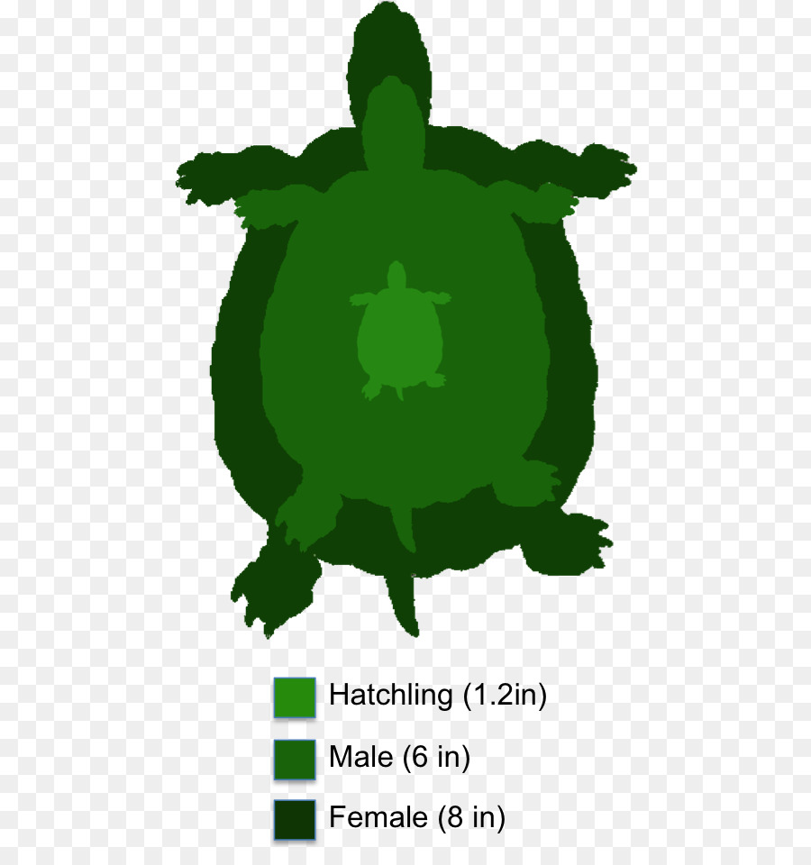 Tartaruga Dipinta tartaruga Rettile vigliacca dispositivo di scorrimento - casella di tartaruga