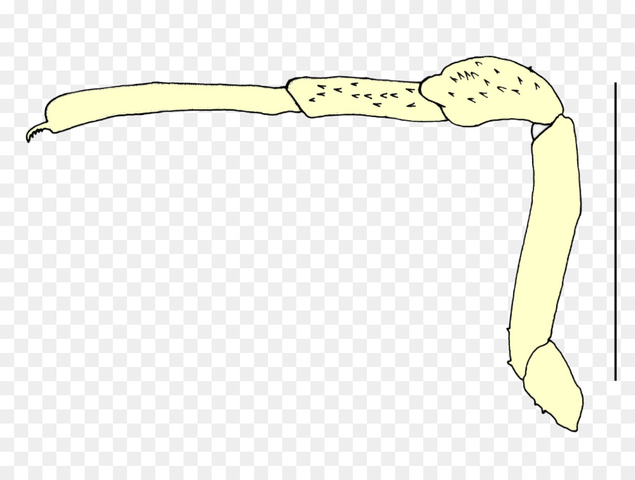 Schnabel Reptil Clip-art - Kopierer