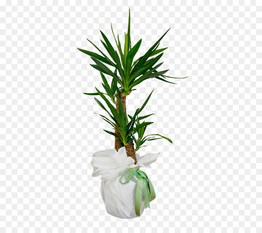 Arecaceae Blumentopf Zimmerpflanze Blatt Immergrün - Blatt
