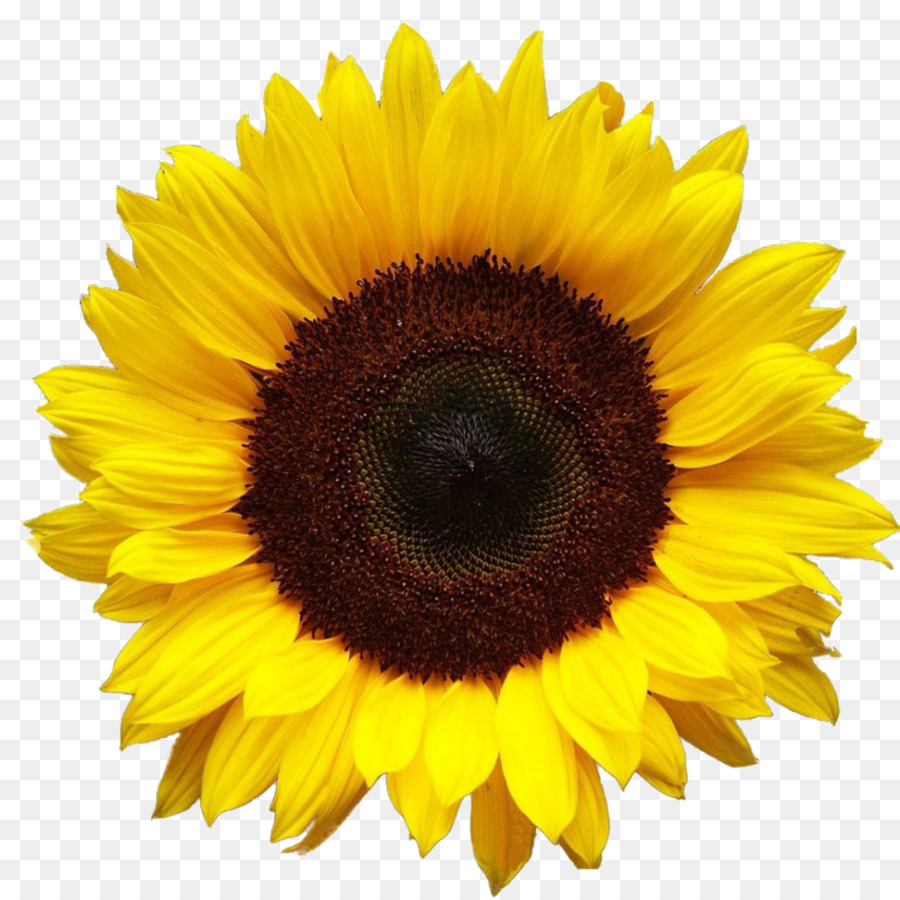 Gemeinsame Sonnenblumen Desktop hintergrund clipart - Blumen öl