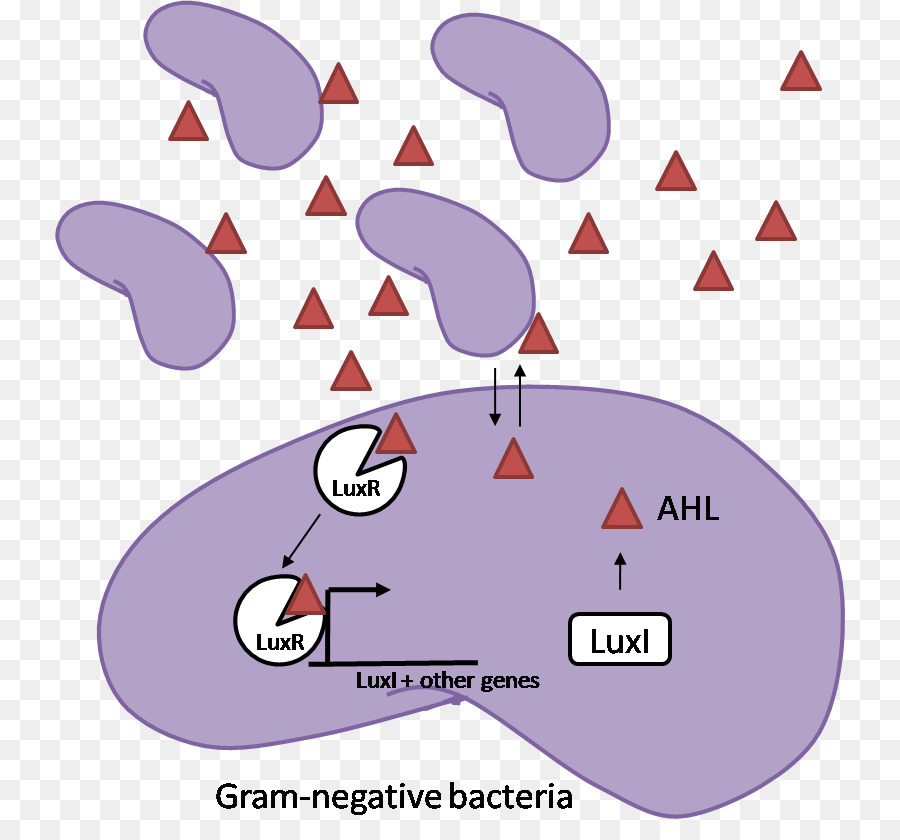 Quorum sensing Gram-negative Bakterien Gram-positive Bakterien Gram-Färbung - andere
