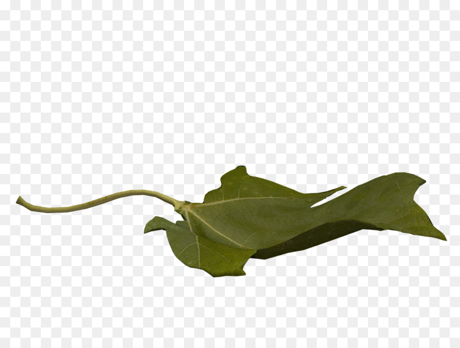 Leaf Flug Public domain - Blatt