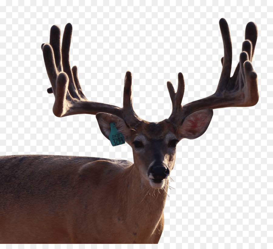 Reindeer White-tailed deer Horn Tierwelt - Rentier