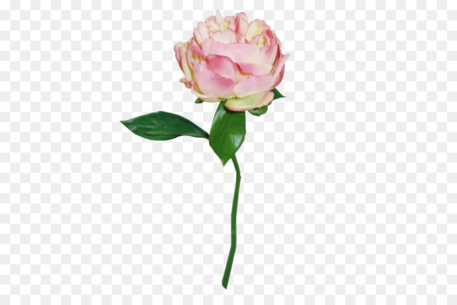Le rose da giardino di Cavolo rosa fiori di Peonia - peonia di nozze