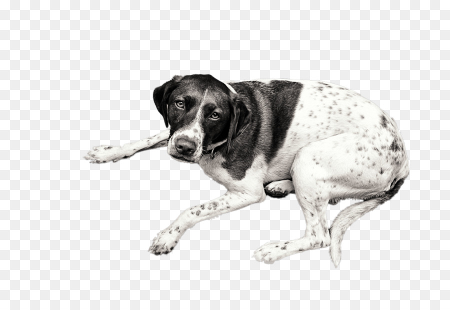 Cane di razza danese Antica Puntatore Muso - cane sdraiato