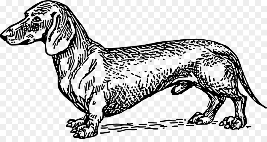 Dackel-Welpe English Foxhound Scottish Terrier Muttertag - Welpen