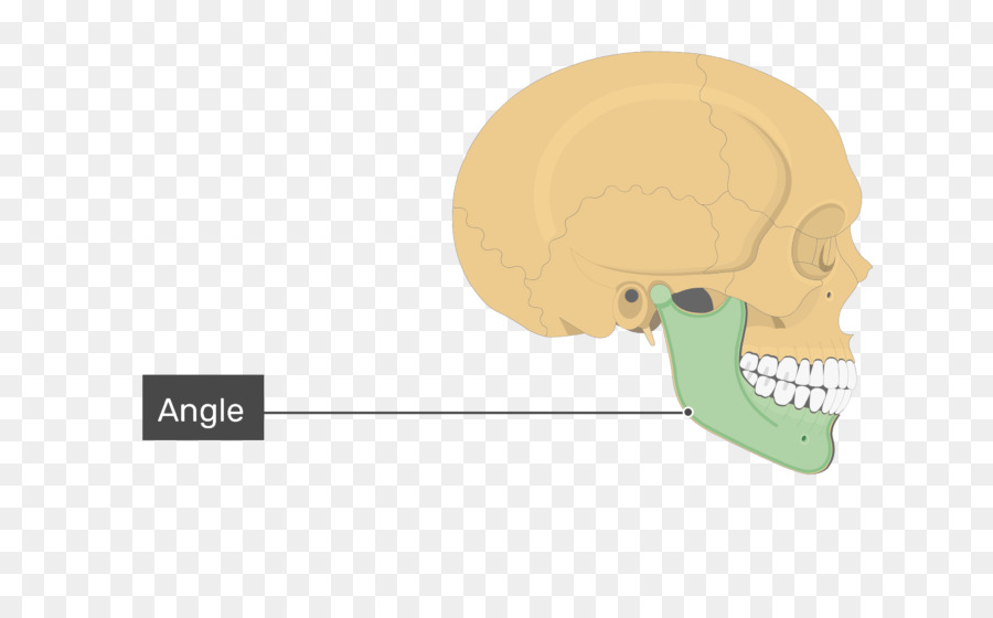 Naso Cranio Frontale processo di mascella Mandibola osso Frontale - naso