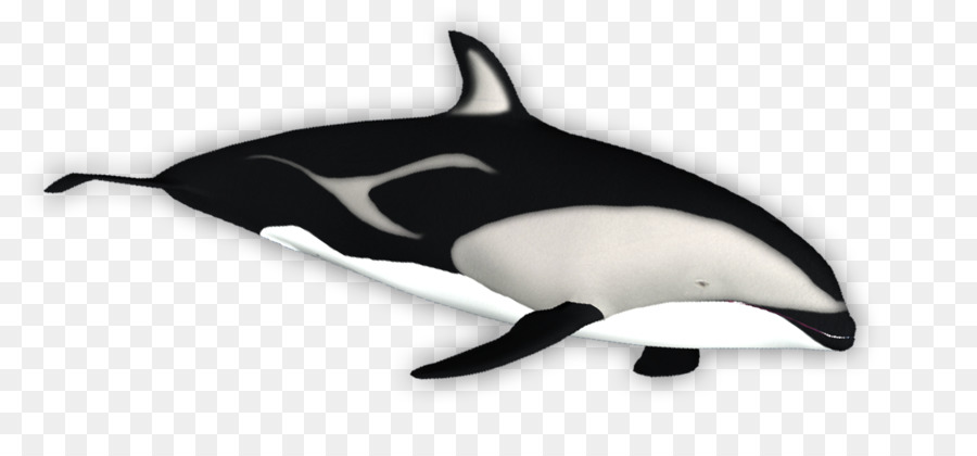 Tucuxi Trắng-có mỏ dolphin cá heo con cá voi sát thủ - Cá heo