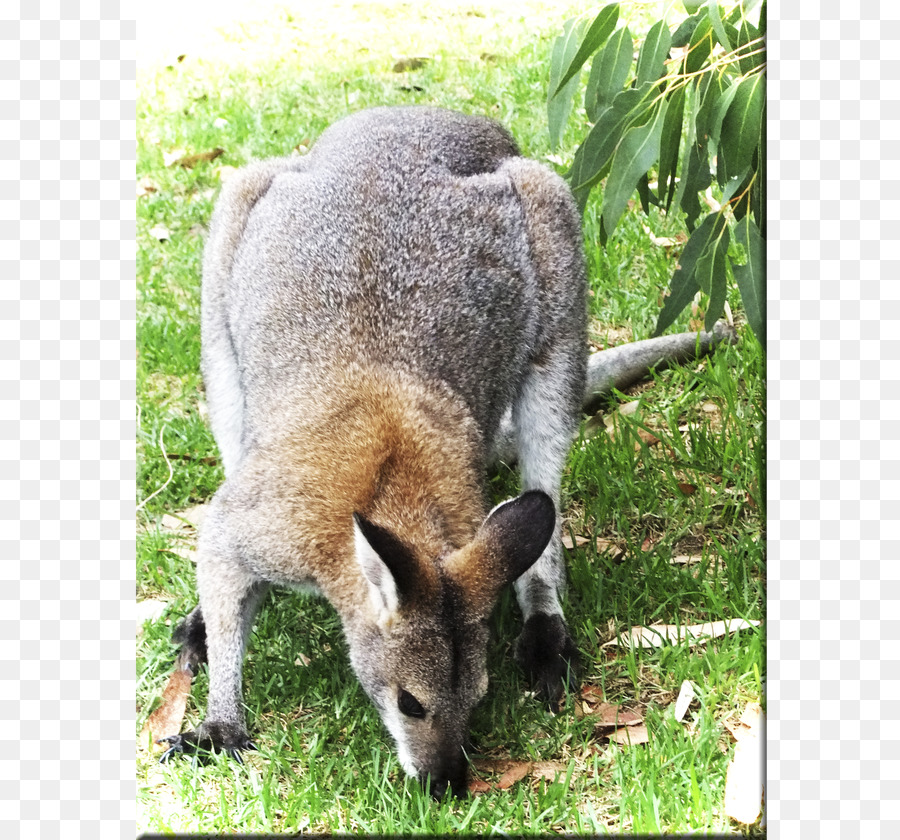 Wallaby Reserve Känguru Pelz Terrestrischen Tier Schnauze - östlicher grauer Känguru