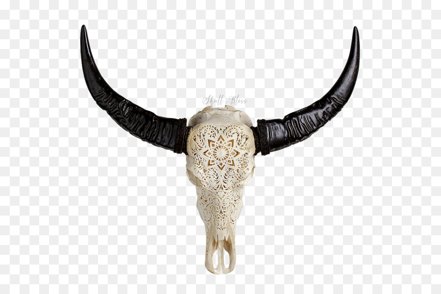 Rinder Horn Tier Schädel Büffel - buffalo skull