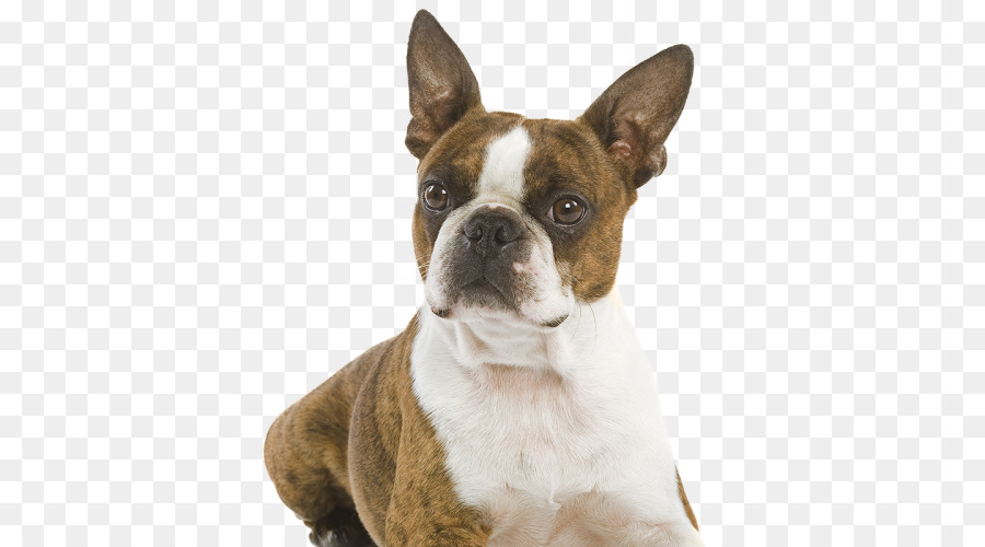 Boston Terrier Olde English Bulldogge Soft-coated Wheaten Terrier Cane di razza - gatto