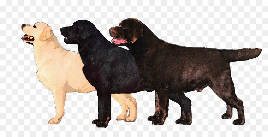Flat-Coated Retriever Labrador Retriever, Terranova, cane, Cane di razza Cane Corso - labrador retriever