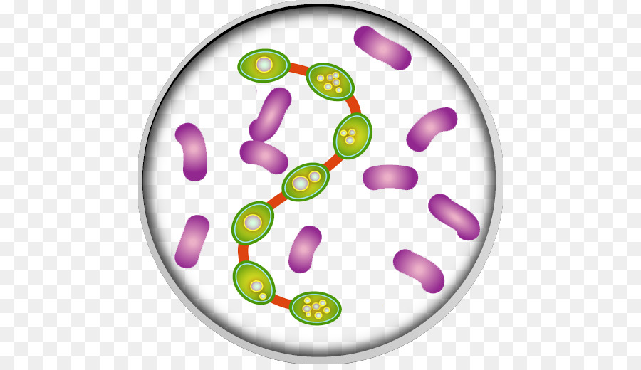 L'Infezione da batteri Medicina Clip art - vettoriale