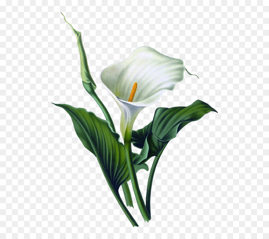 Arum-giglio Lilium Arte pittura ad Acquerello - fiore