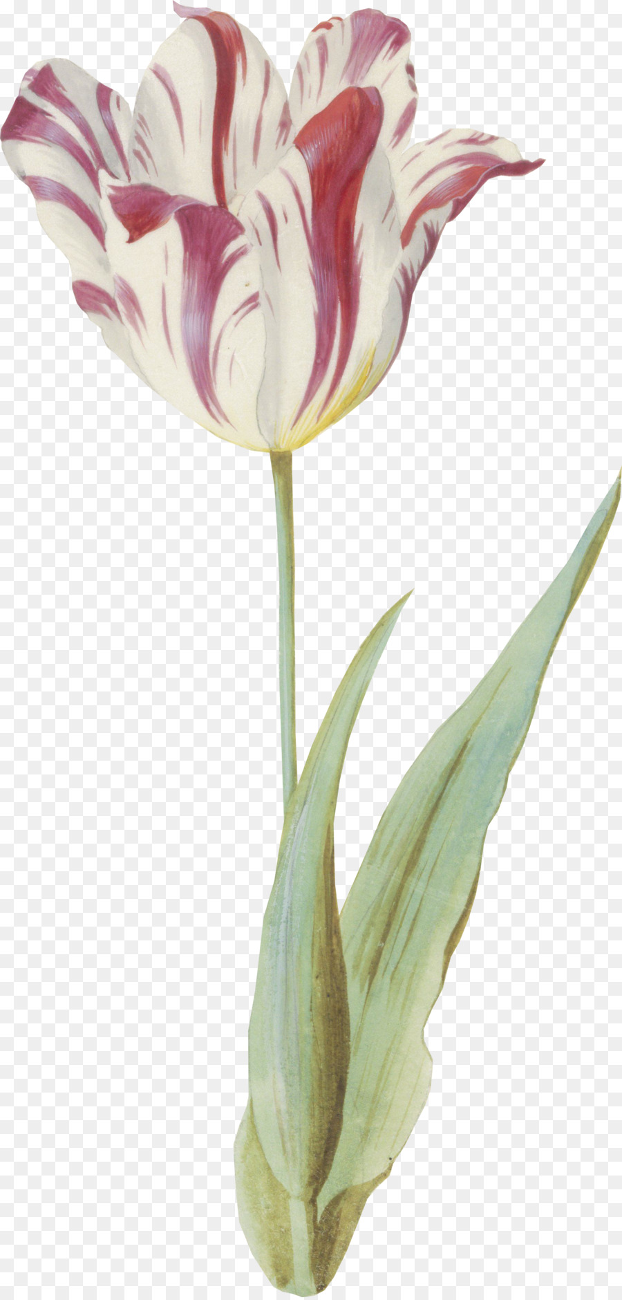 Tulip fiori recisi Vaso, Pianta, stelo, Petalo - Tulipano