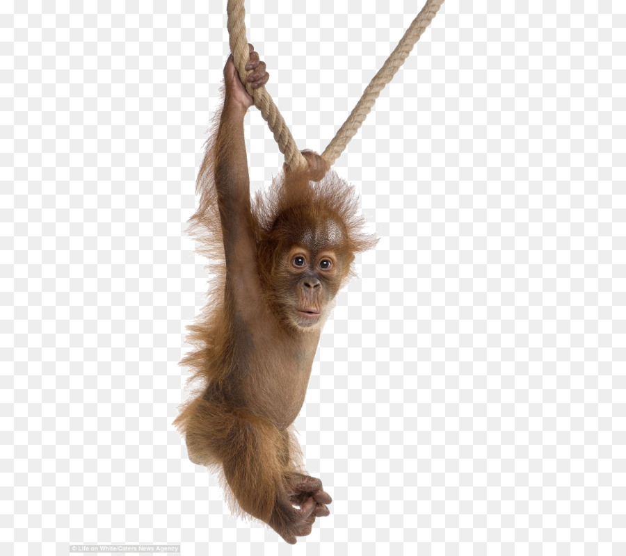 Gorilla Orangutan baby baby Orango Sumatran orangutan Scimpanzé - Gorilla