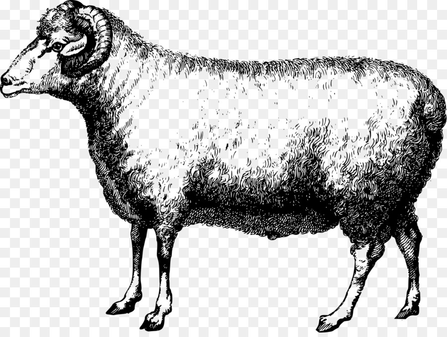 Merino-Suffolk-Schafe-Wolle-Alpaka-Faser - Stift