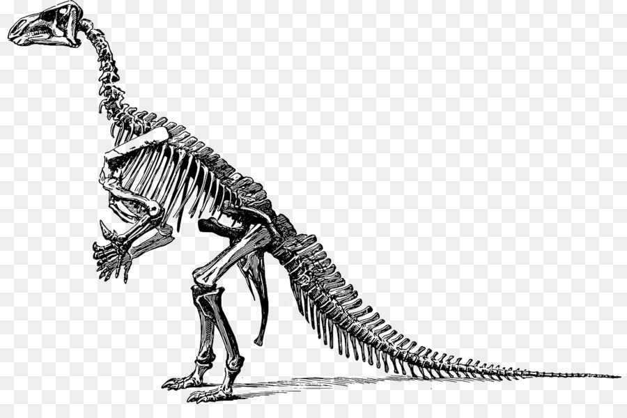 Brontosaurus Tyrannosaurus Apatosaurus Diplodocus Triceratops - Dinosaurier