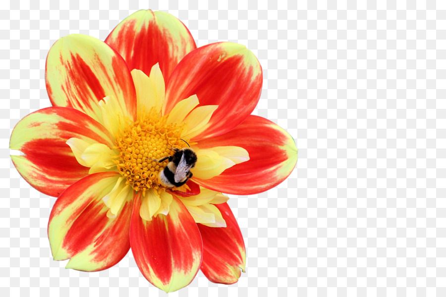 Dahlia Insekt, Biene, Blume, Blüte - Insekt