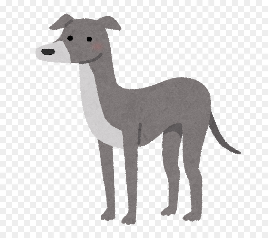 Cartoon Dog png download - 800*800 - Free Transparent Italian Greyhound png  Download. - CleanPNG / KissPNG