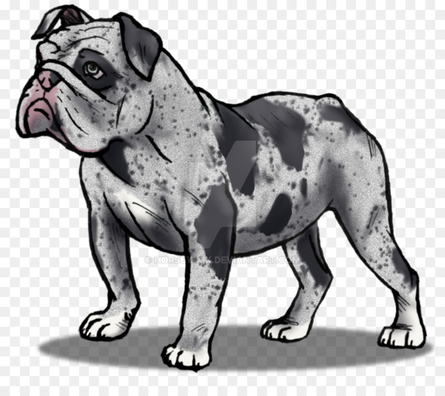 Bulldog Drawing