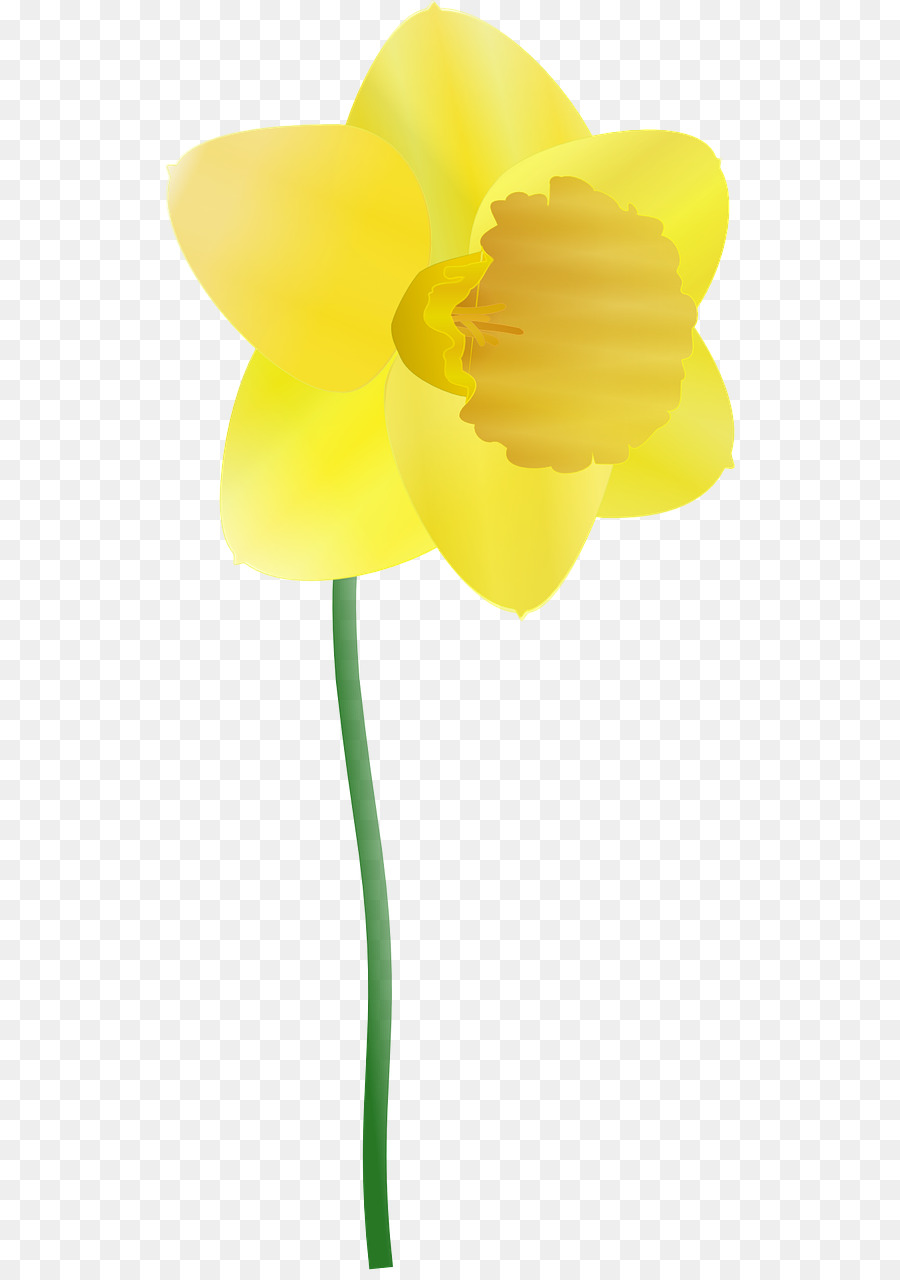 Thủy tiên vàng Clip nghệ thuật - hoa màu vàng