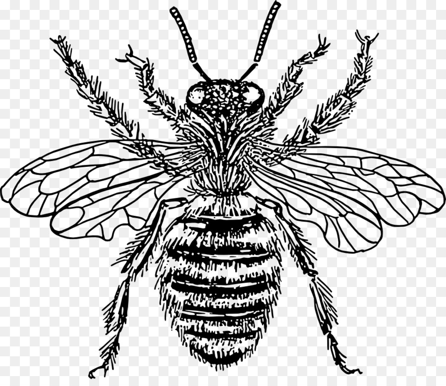 Europäischen dunklen Biene Zeichnung Clip art - schwarze und weiße Biene