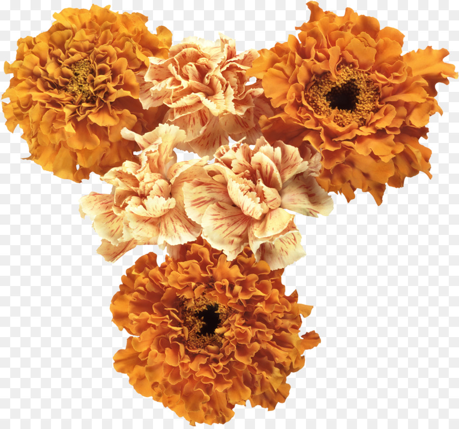 Schnittblumen, Orange Clip art - Blume