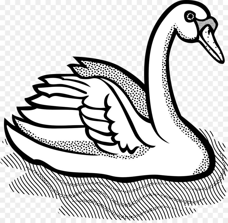 Chim thiên nga trắng Black swan Clip nghệ thuật - con chim