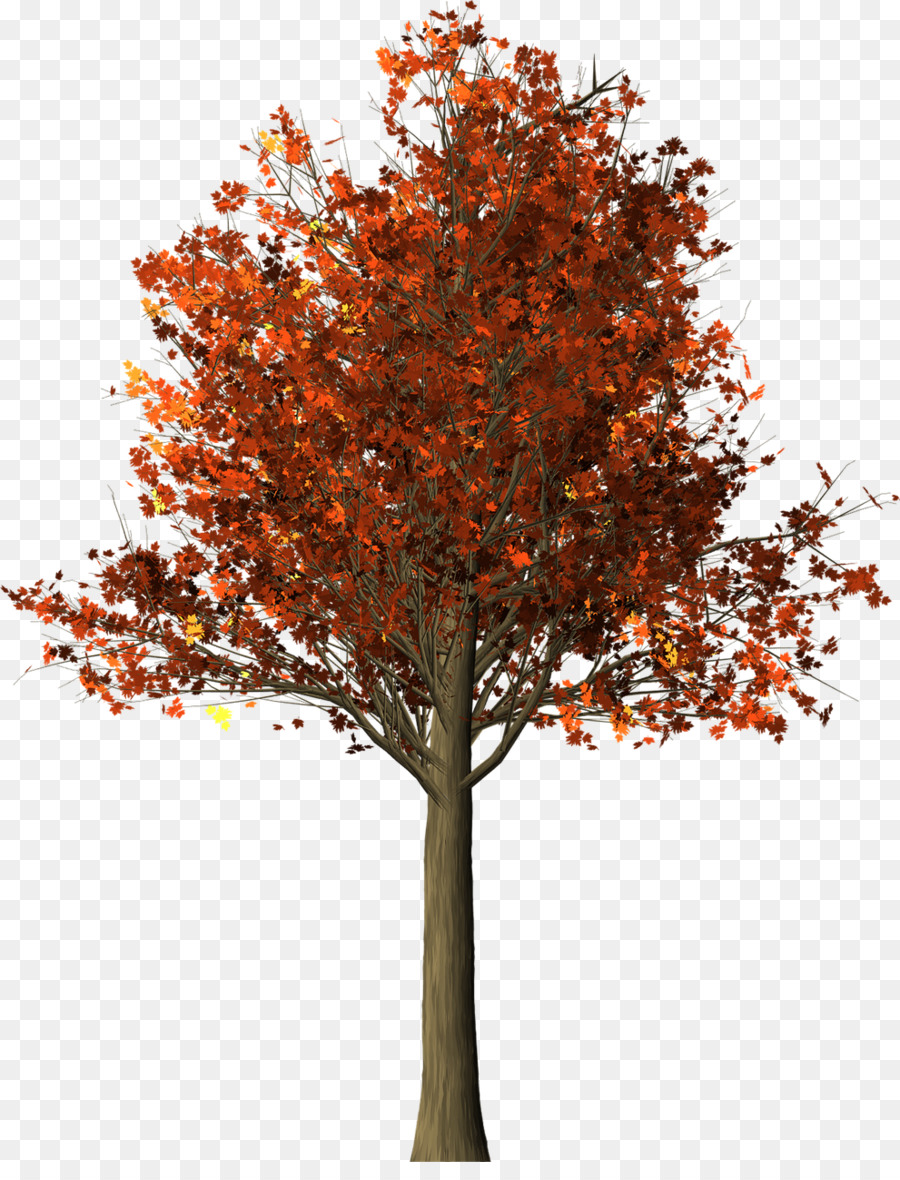 Maple Tree Zweig - Baum
