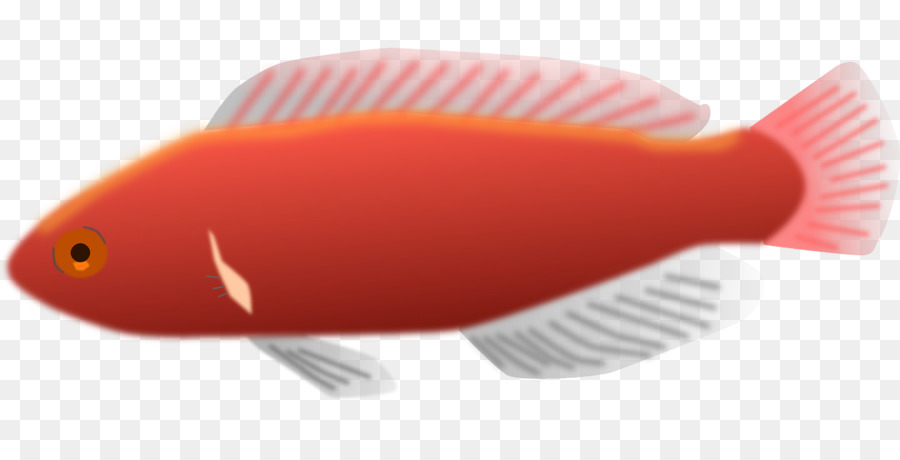 Cirrhilabrus jordani Fisch - Fisch