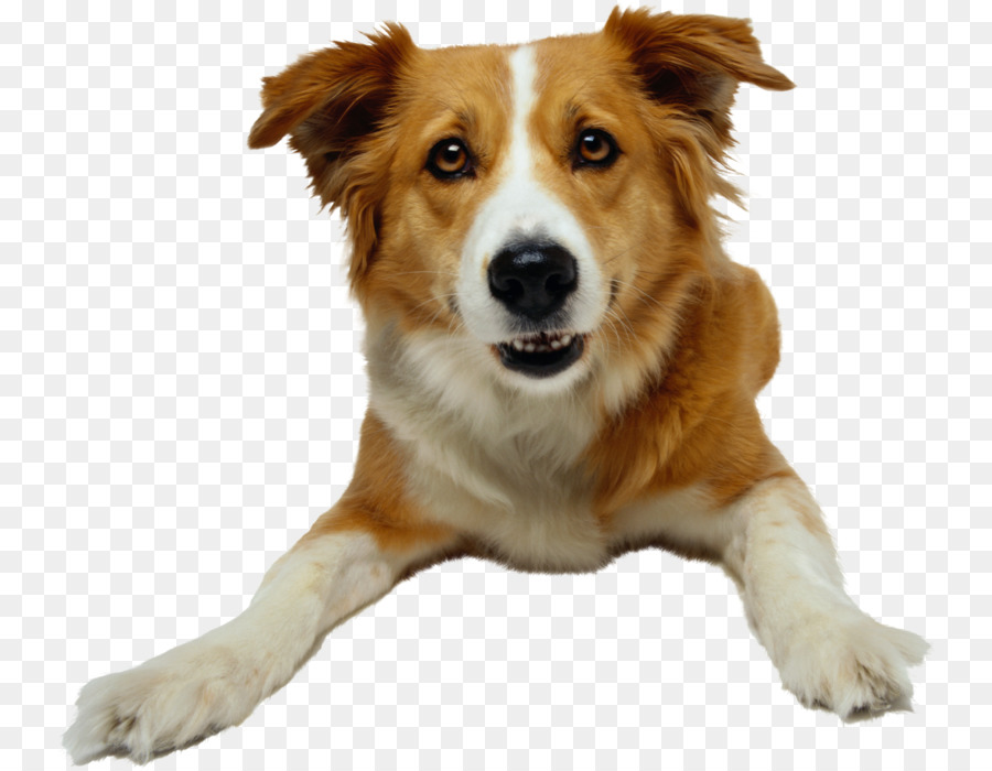 Hundetraining Animal training Pet Obedience trial - Hund